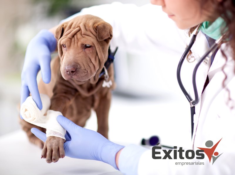 MasterD tiene cursos sobre veterinaria