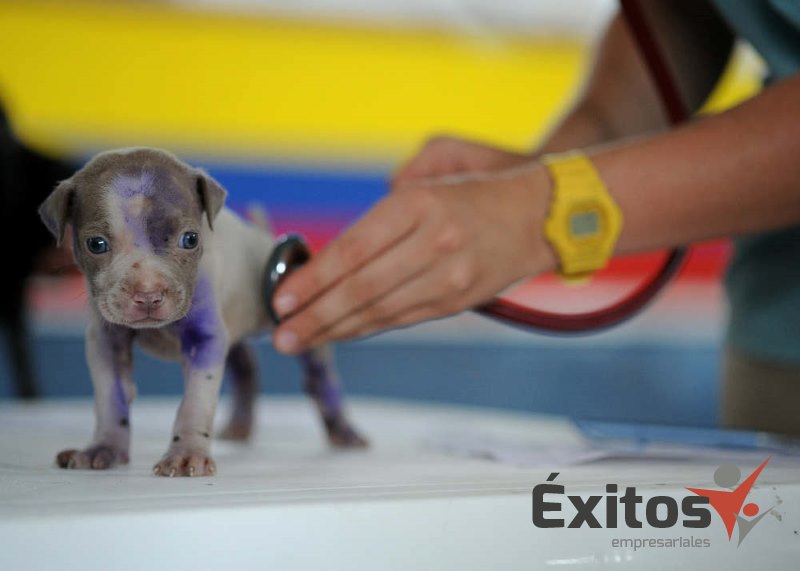 Los cursos de veterinaria de MasterD
